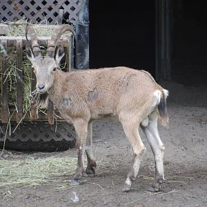 Siberian Ibex (Mongolia section)