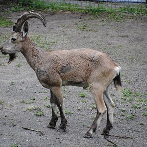 Siberian Ibex (Mongolia section)
