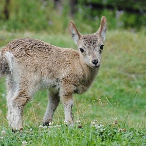 Siberian Ibex (Mongolia section)