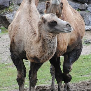 Bactrian Camels (Mongolia section)