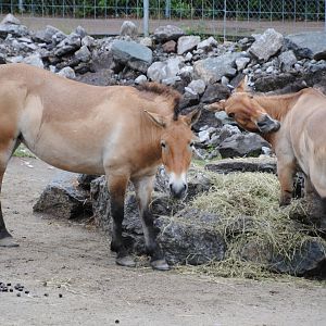 Przewalski's Horses (Mongolia section)