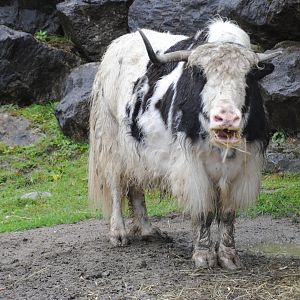 Domestic Yak (Mongolia section)