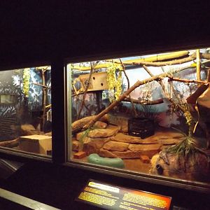 Prehensile-tailed Porcupine & Armadillo Exhibit