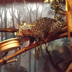 Prehensile-tailed Porcupine