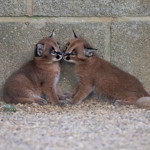 Caracal kittens / Hamerton / 30-8-19