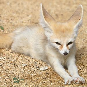 Fennec fox; All Things Wild; 30th August 2019