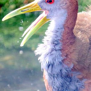 Giant wood rail; All Things Wild; 30th August 2019