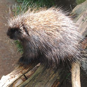 North American Porcupine (Mixed Forest section)