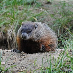 Woodchuck (Mixed Forest section)