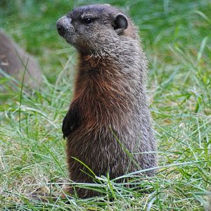 Woodchuck (Mixed Forest section)