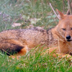 Golden jackal; All Things Wild; 30th August 2019