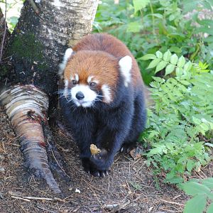 Red Panda (Asia section)
