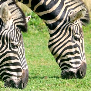 Chapman's zebra; All Things Wild; 30th August 2019