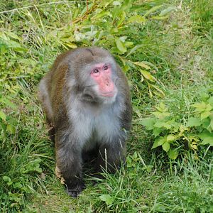 Japanese Macaque (Asia section)