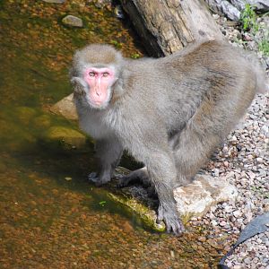 Japanese Macaque (Asia section)