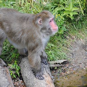 Japanese Macaque (Asia section)