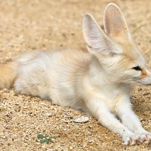 Fennec fox; All Things Wild; 30th August 2019