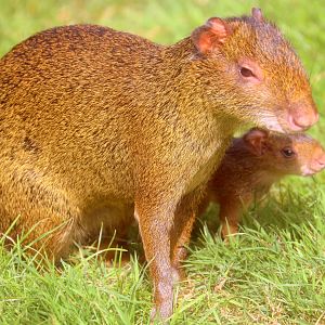 Azara's agouti with young; All Things Wild; 30th August 2019