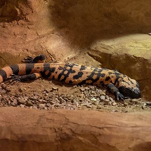 Banded Gila Monster in New Exhibit / Hamerton / 30-8-19