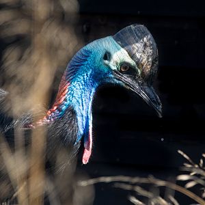 Cassowary / Hamerton / 23-8-19