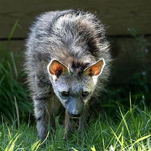 Southern Aardwolf / Hamerton / 23-8-19