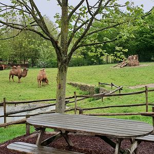 Camel enclosure