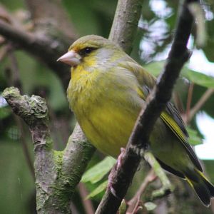 European greenfinch - male