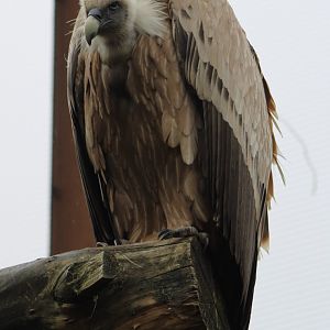Griffon vulture