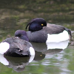 Tuffted ducks