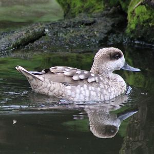 Marbled duck