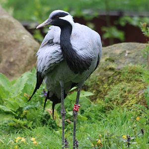 Demoiselle crane