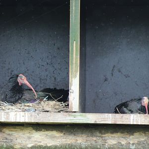 Nesting Northern bald ibisses