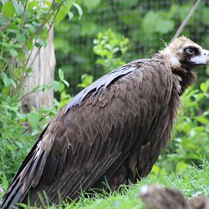 European black vulture