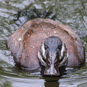 White-headed duck - female