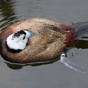 White-headed duck - male