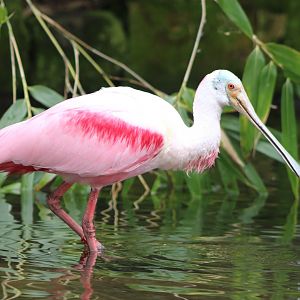 Roseate spoonbill