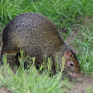 Azara's agouti