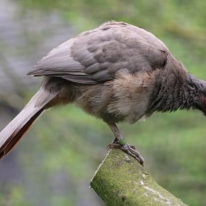 Chaco chachalaca