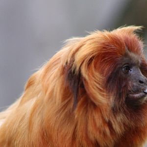Golden lion tamarin