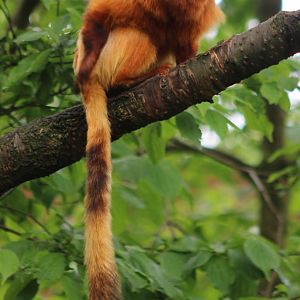 Golden lion tamarin