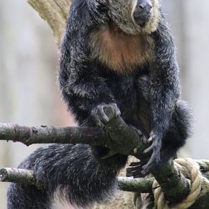 White-faced saki - female