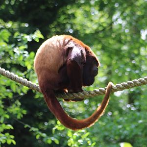 Venezuelan red howler