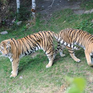 Amur Tigers (Asia section)