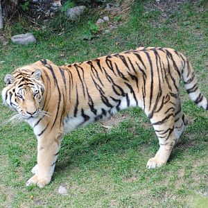 Amur Tiger (Asia section)
