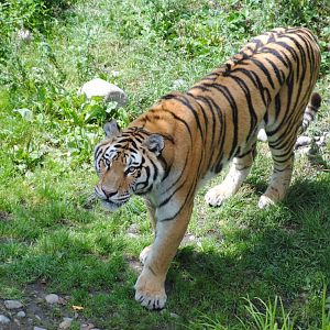 Amur Tiger (Asia section)
