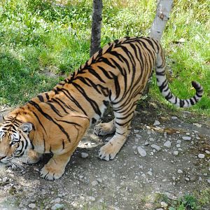 Amur Tiger (Asia section)