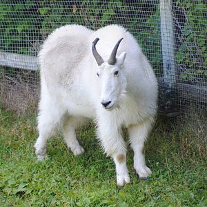 Rocky Mountain Goat (North American Mountains section)