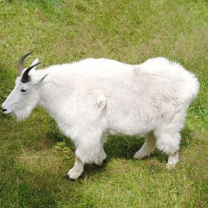 Rocky Mountain Goat (North American Mountains section)