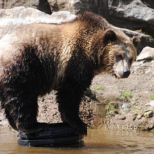 Grizzly Bear (North American Mountains section)
