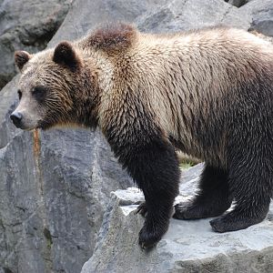 Grizzly Bear (North American Mountains section)